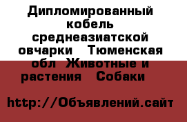 Дипломированный кобель среднеазиатской овчарки - Тюменская обл. Животные и растения » Собаки   